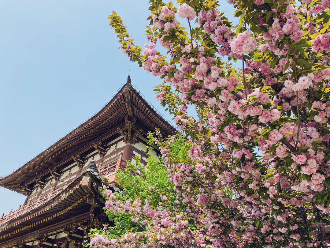 西安樱花寺庙图片