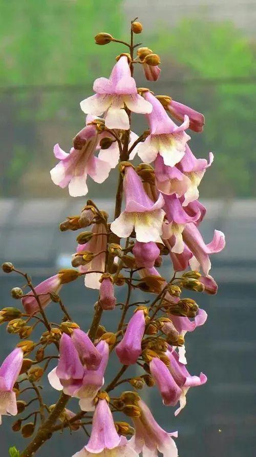 赏花 | 四月天,泡桐树开出粉紫色的泡桐花