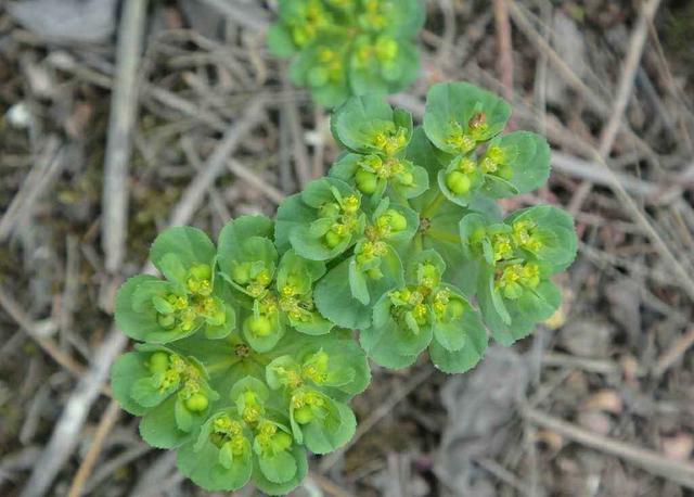 这种野草叫"五朵云",折断后会冒出白色的汁水,像是牛奶一样