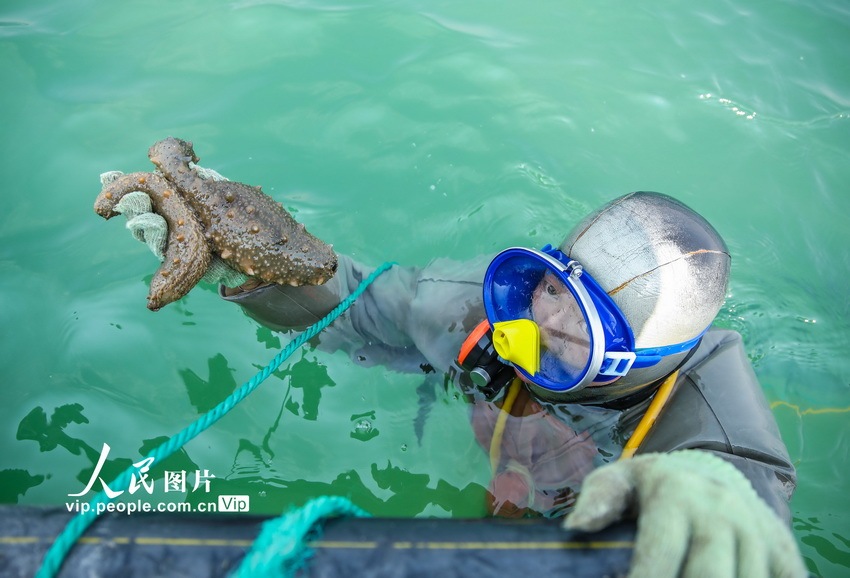 山东荣成:春参捕捞正当时_海参