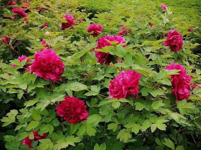 林中清泉:2020的汉中,春暖花开,一个不寻常的春天_桃花