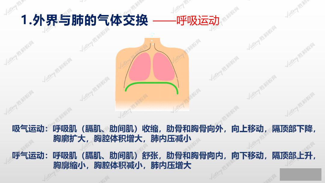 外界与肺的气体交换主要帮助大家了解其中的过程和原理!