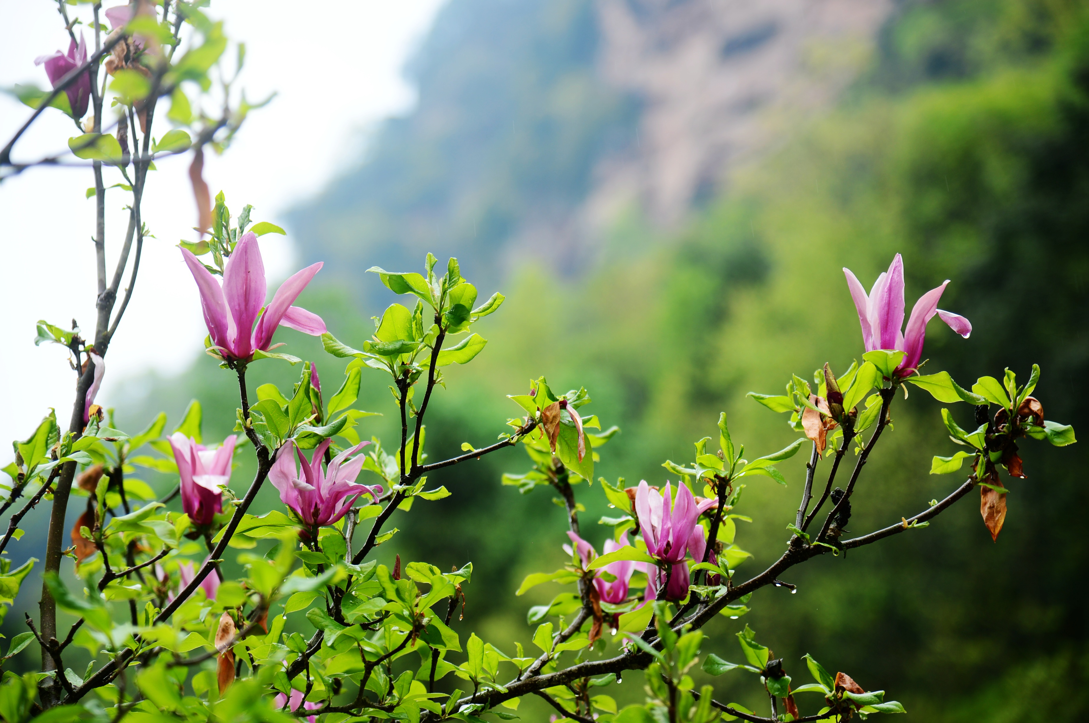 张家界武陵源:山花烂漫春光无限(组图)