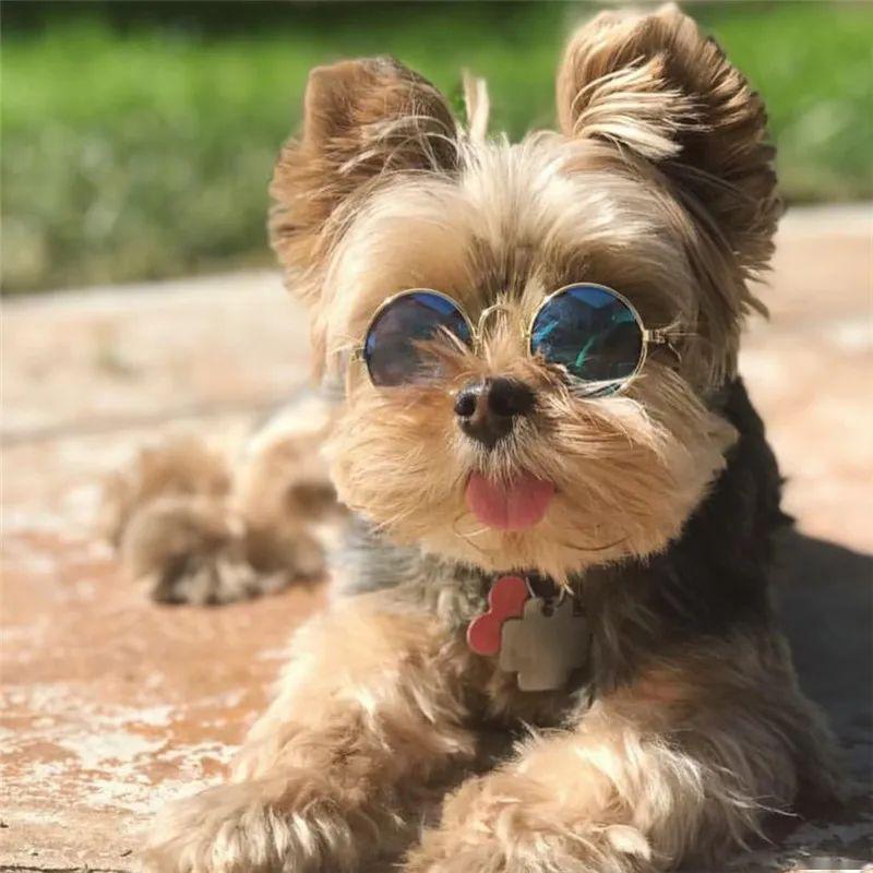 ceophoto by ins@rocketrouxrulesphoto by ins@yorkie_catydogyphoto