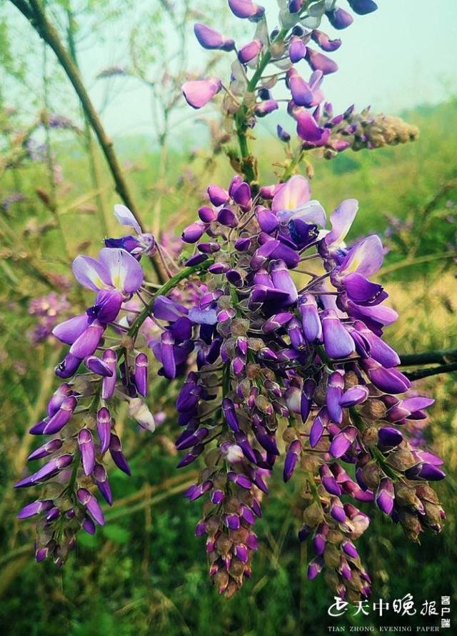 驻马店葛根花开香飘满山