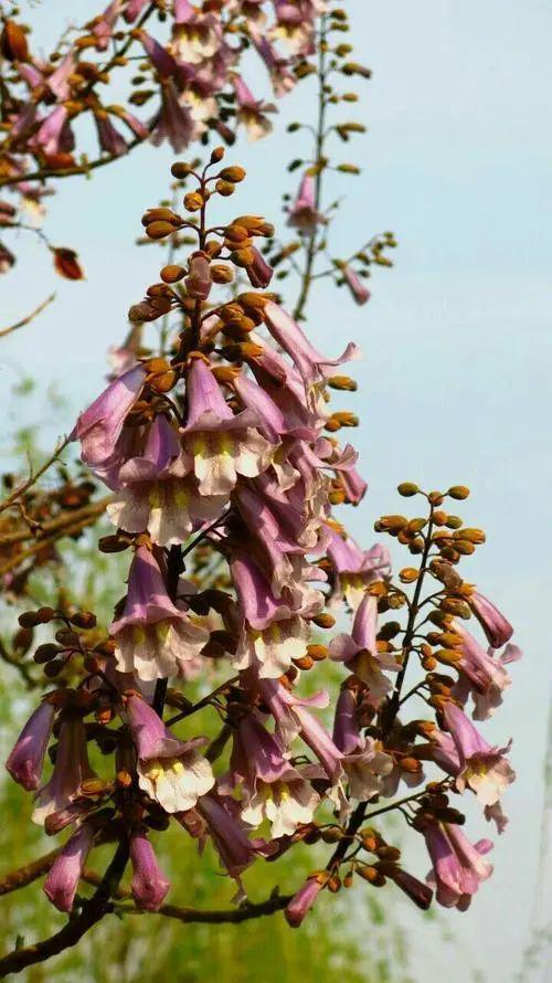赏花 | 四月天,泡桐树开出粉紫色的泡桐花