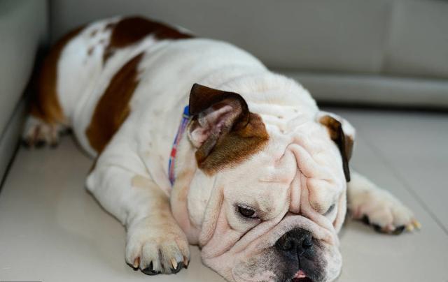 丑萌的英国斗牛犬为什么现在养的人不多这6点是原因