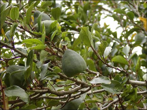 原创凉粉我们吃的多了万没想到原来凉粉也有果实的真的大开眼界了