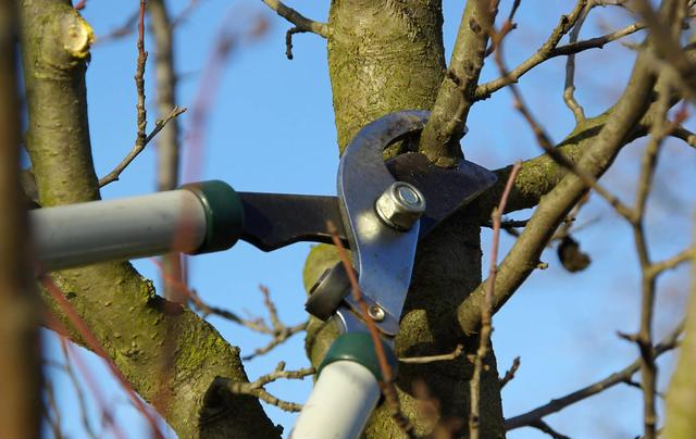 在果树冬季修剪中常用的回缩和短截方法有什么区别都有何用