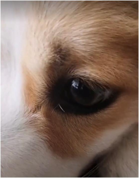 论眼线的重要性狗狗用事实证明画了眼线后眼睛确实会变大