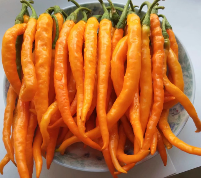 王十万黄贡椒预售舌尖上的美味