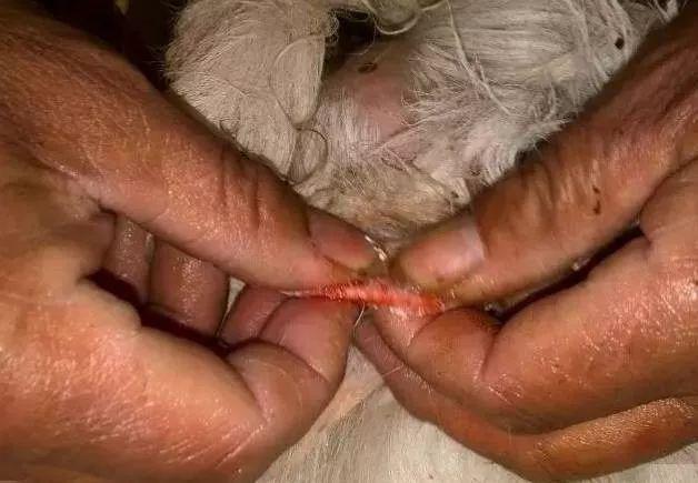 阉羊其实很简单