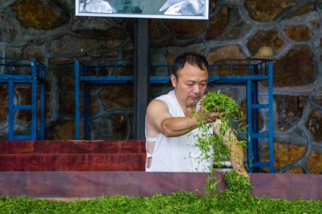 制作恩施硒茶的毛尖原料为明前鲜叶,明前茶是清明节前采制的茶叶,受