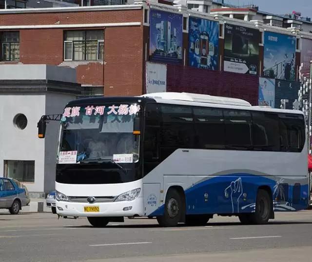 美丽的大杨树,但却不是一棵树