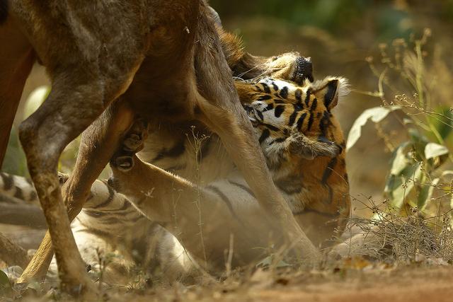 且看东北虎与狼,西伯利亚一哥与三弟间的长期较量_老虎