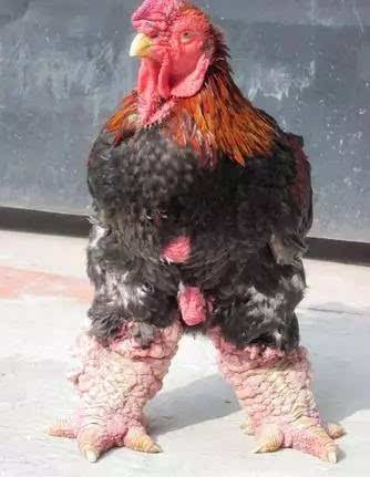 17个冷知识:金枪鱼需要不停的游动,如果停下来就会窒息死亡_cigar