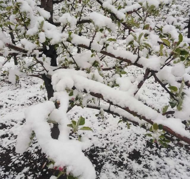 专家鉴定今年苹果不减产