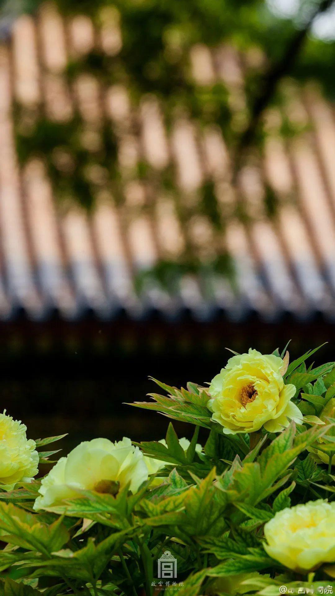 故宫的花又火了真的太太太惊艳