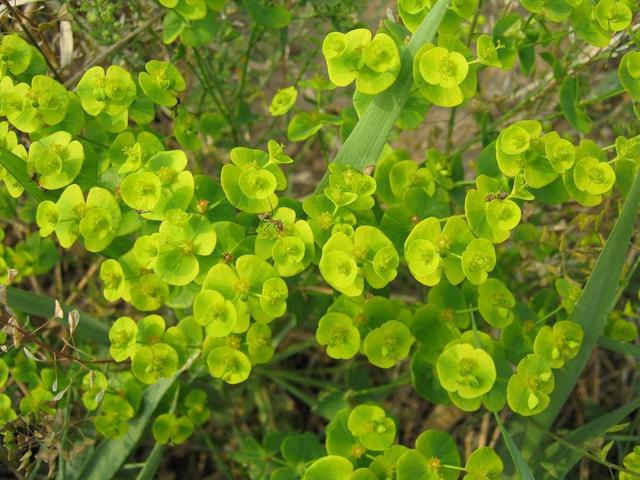 这种野草叫"五朵云",折断后会冒出白色的汁水,像是牛奶一样