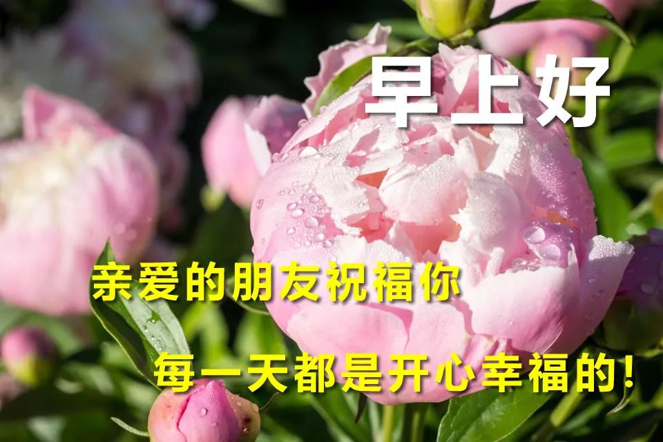 早上好祝福语温馨句子早上好问候语图片表情