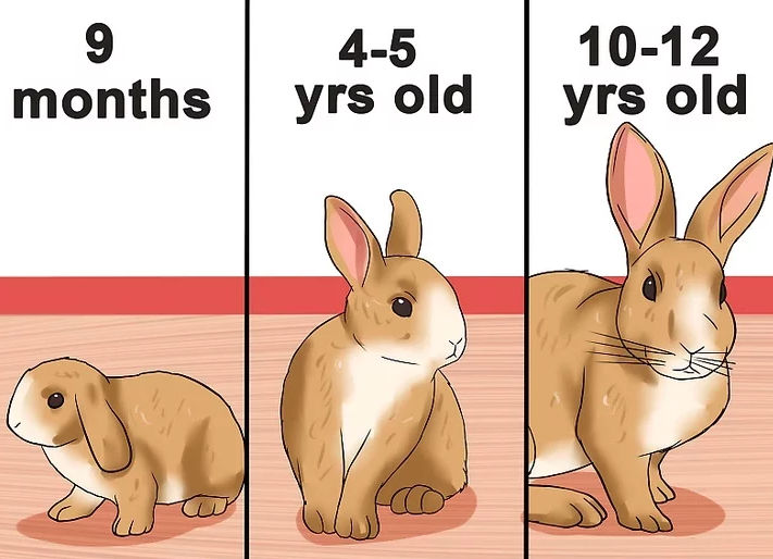 原创如何判断兔子的年龄