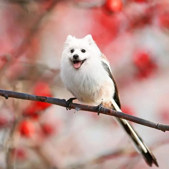 一组毫无违和感的ps合成动物