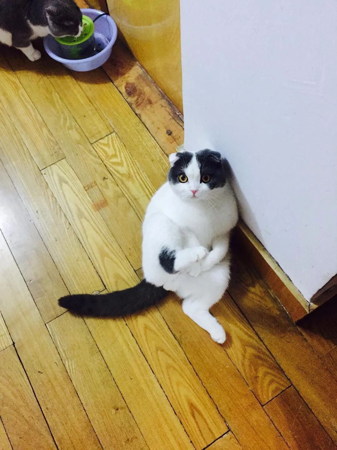 家里猫主子的这些奇葩姿势,个个都奇奇怪怪妖娆华贵!