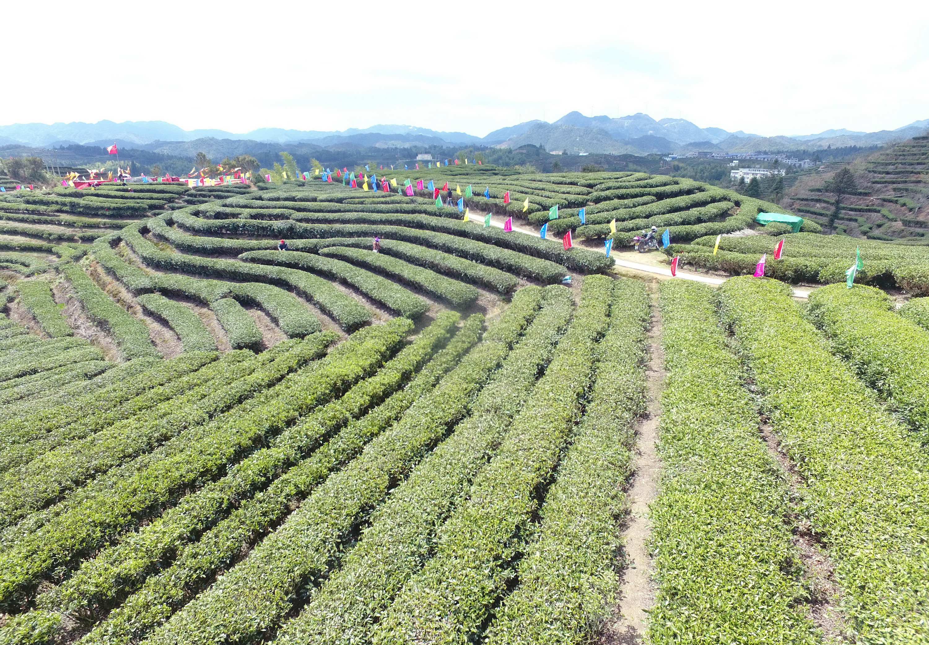 这是4月12日拍摄的政和县澄源乡石仔岭千亩茶园(无人机照片)