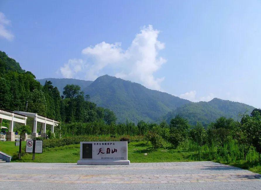 大树王国60元人西天目山森林氧吧洗肺之旅邂逅世界最大古柳杉群