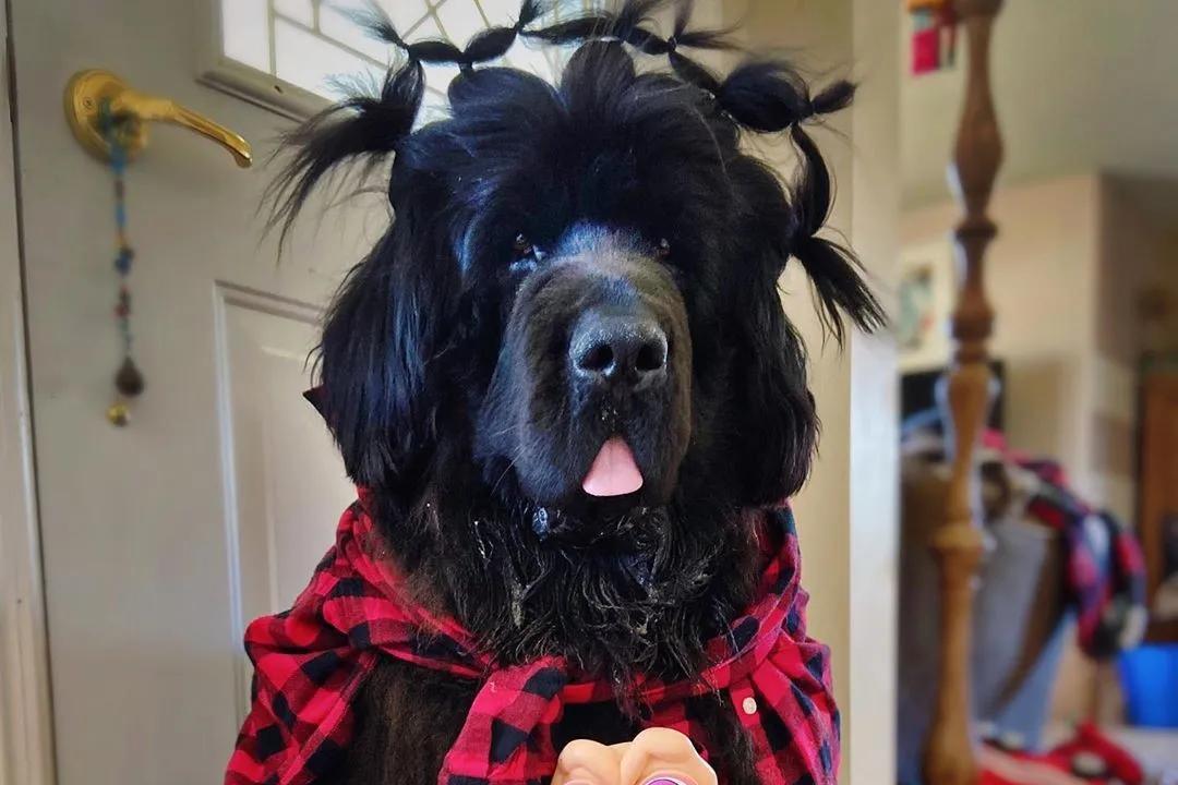 巨兽纽芬兰犬自创10个魔性造型?狗狗:哥就是帅!