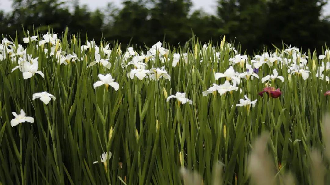 神秘福利丨鸢尾花开,美如童话._种植