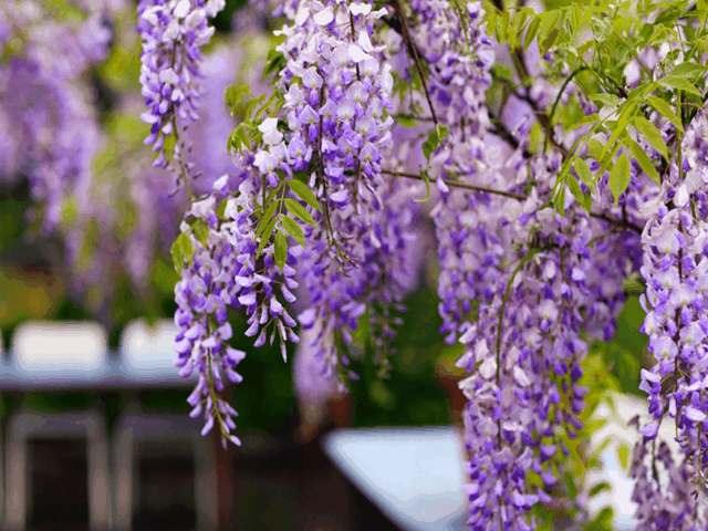 紫藤季带你去看无锡最美的紫藤花瀑布