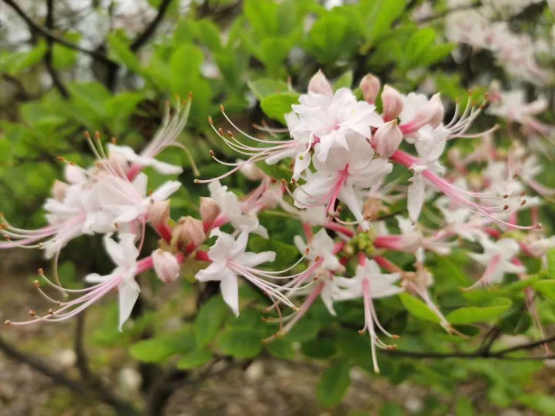 杜鵑花槭樹海棠開得正豔,北美海棠品種