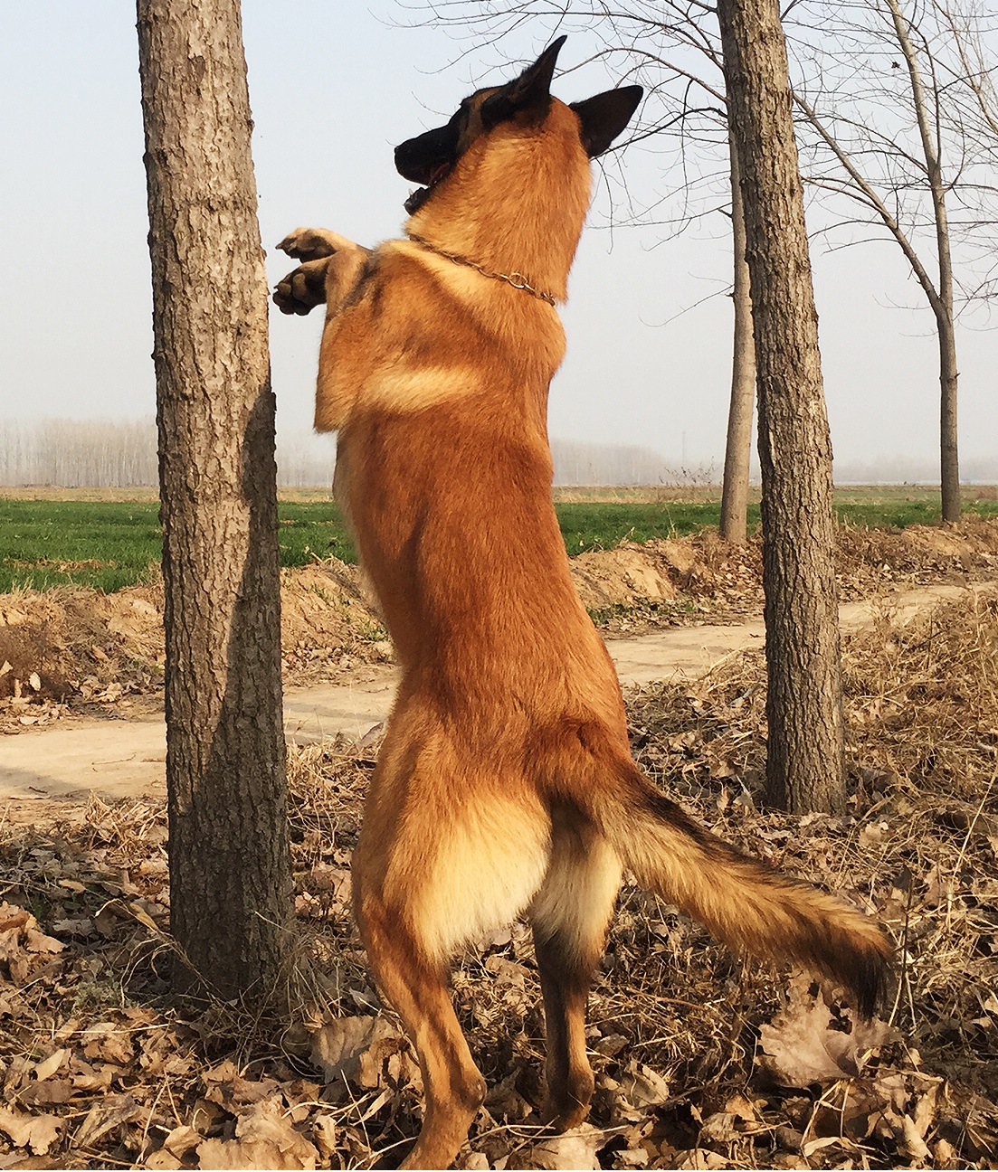 马犬肩高测量示意图图片