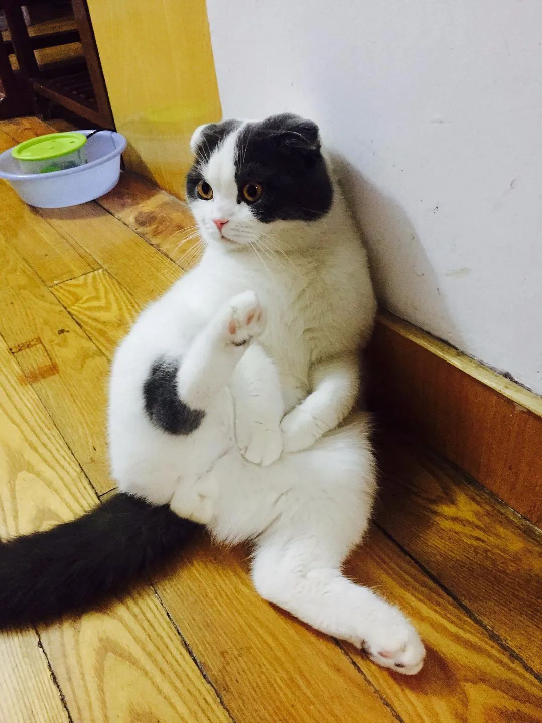 家里猫主子的这些奇葩姿势,个个都奇奇怪怪妖娆华贵!