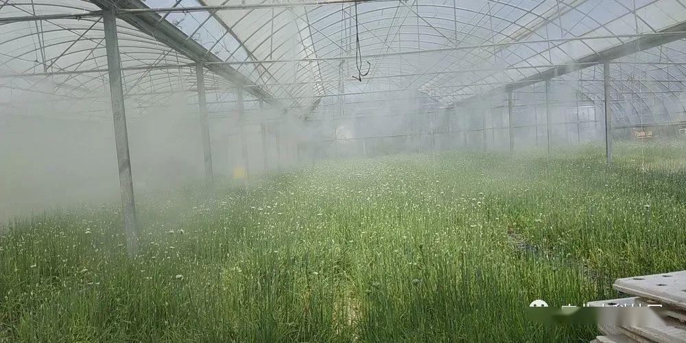 高压喷雾系统在设施农业中的应用