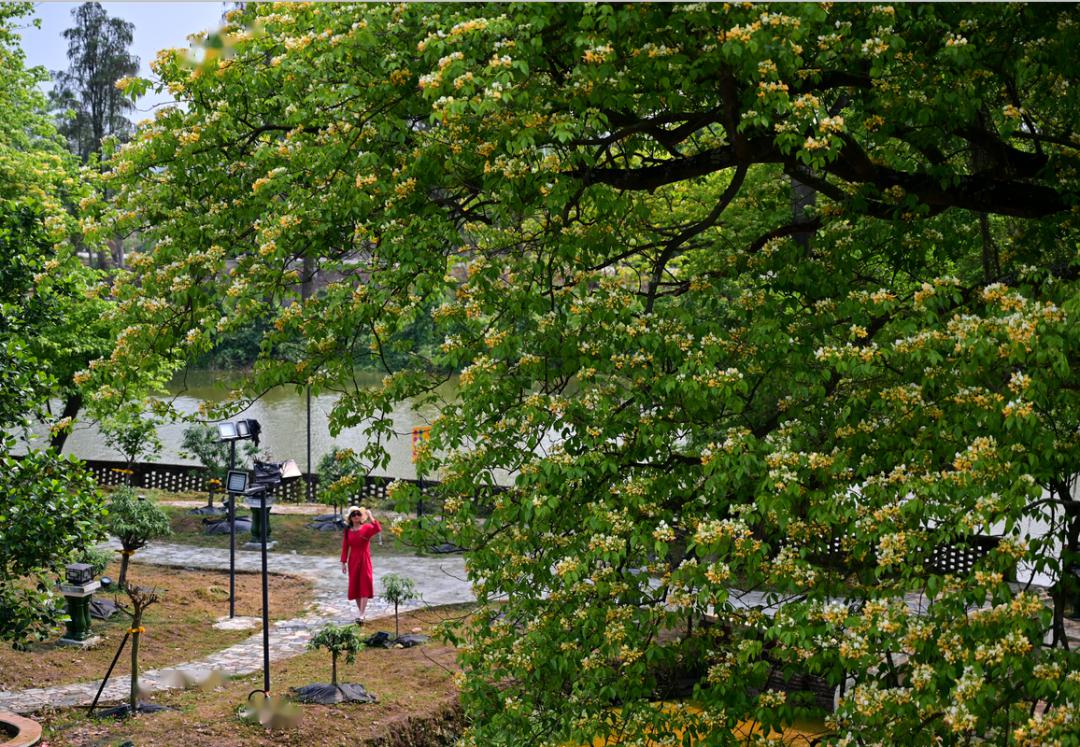 台山水步这条村再度成为网红又到一年最美时约吗