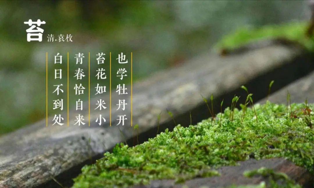 苔花简笔画袁枚图片