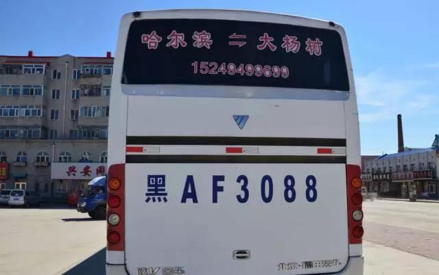 美丽的大杨树,但却不是一棵树