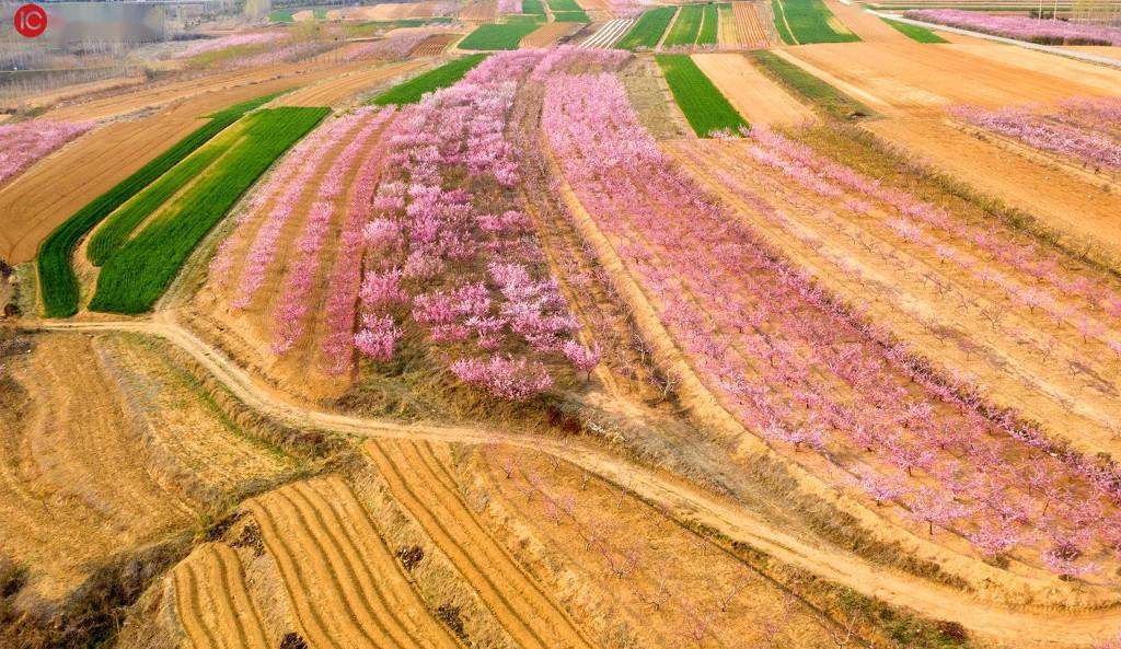 航拍山东青岛万亩桃园盛开锦绣如画大地犹如调色盘