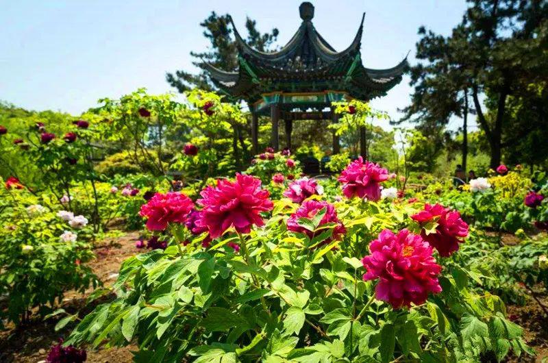 花动虞城千年虞山尚湖国色牡丹一日自驾游2020419