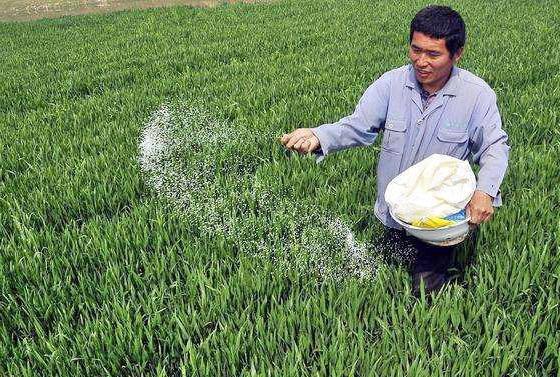 农民种小麦遇到倒春寒咋办掌握这些补救方法也能有个好收成