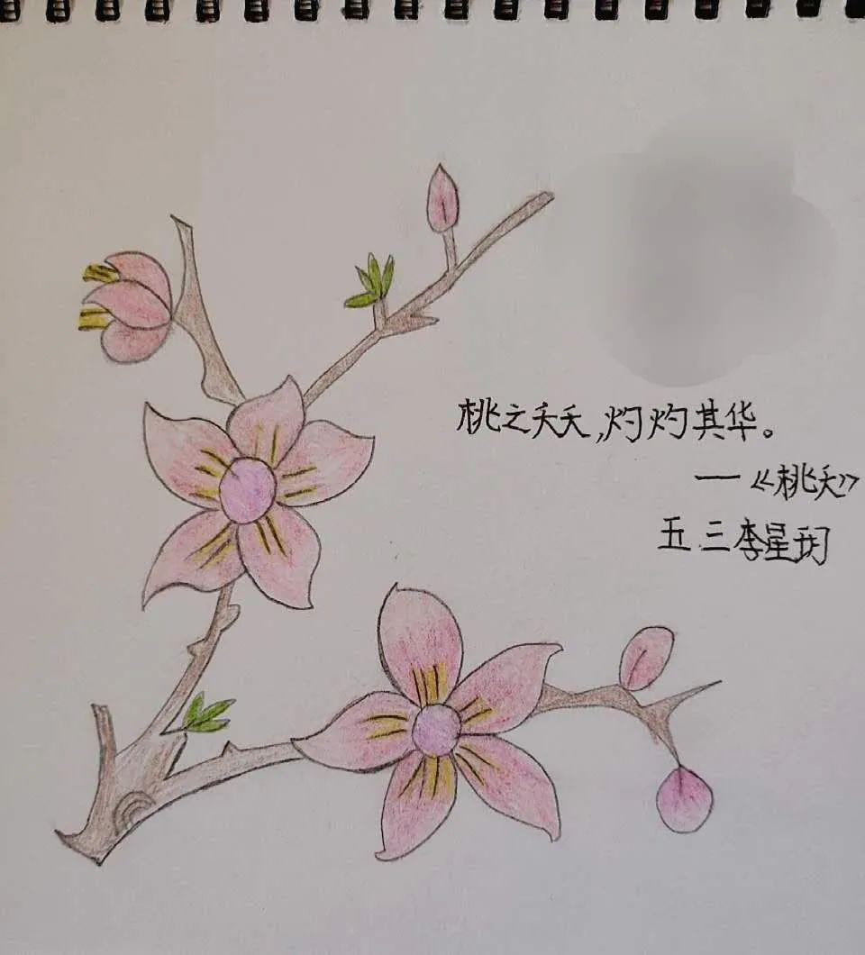 桃花现代诗诗配画图片