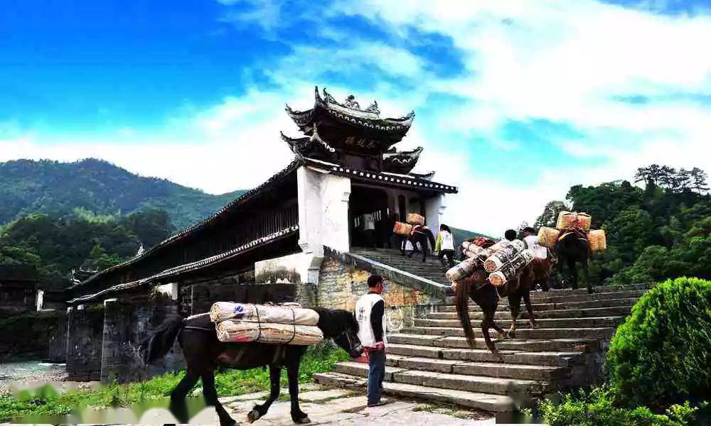 茶马古道上的千两茶历代王朝的统治者喝安化来的贡茶,从小喝到大,也没