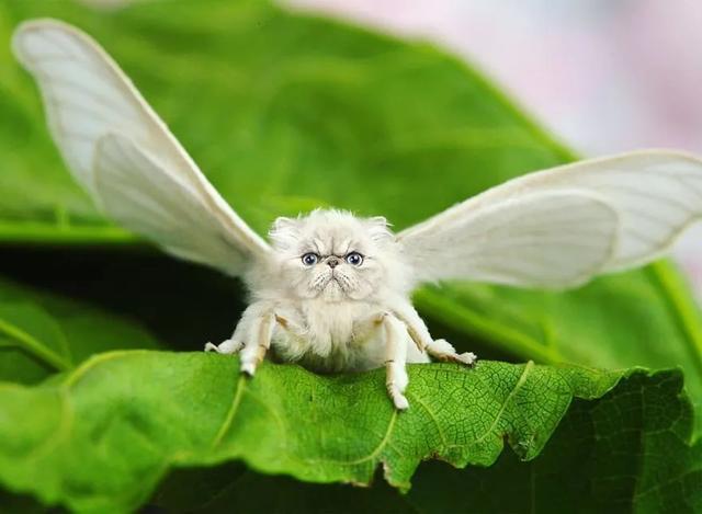 一组毫无违和感的ps合成动物