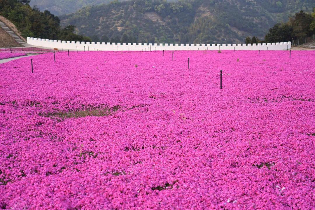 震撼怒放!寧波這片網紅花海重出江湖.