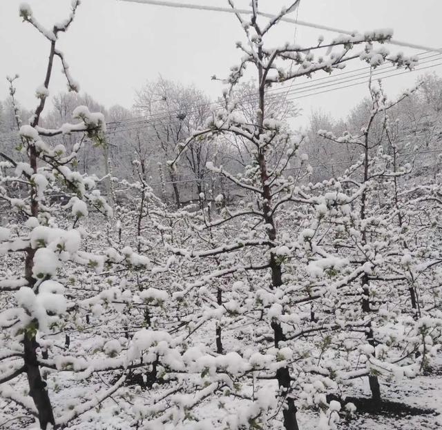 专家鉴定今年苹果不减产