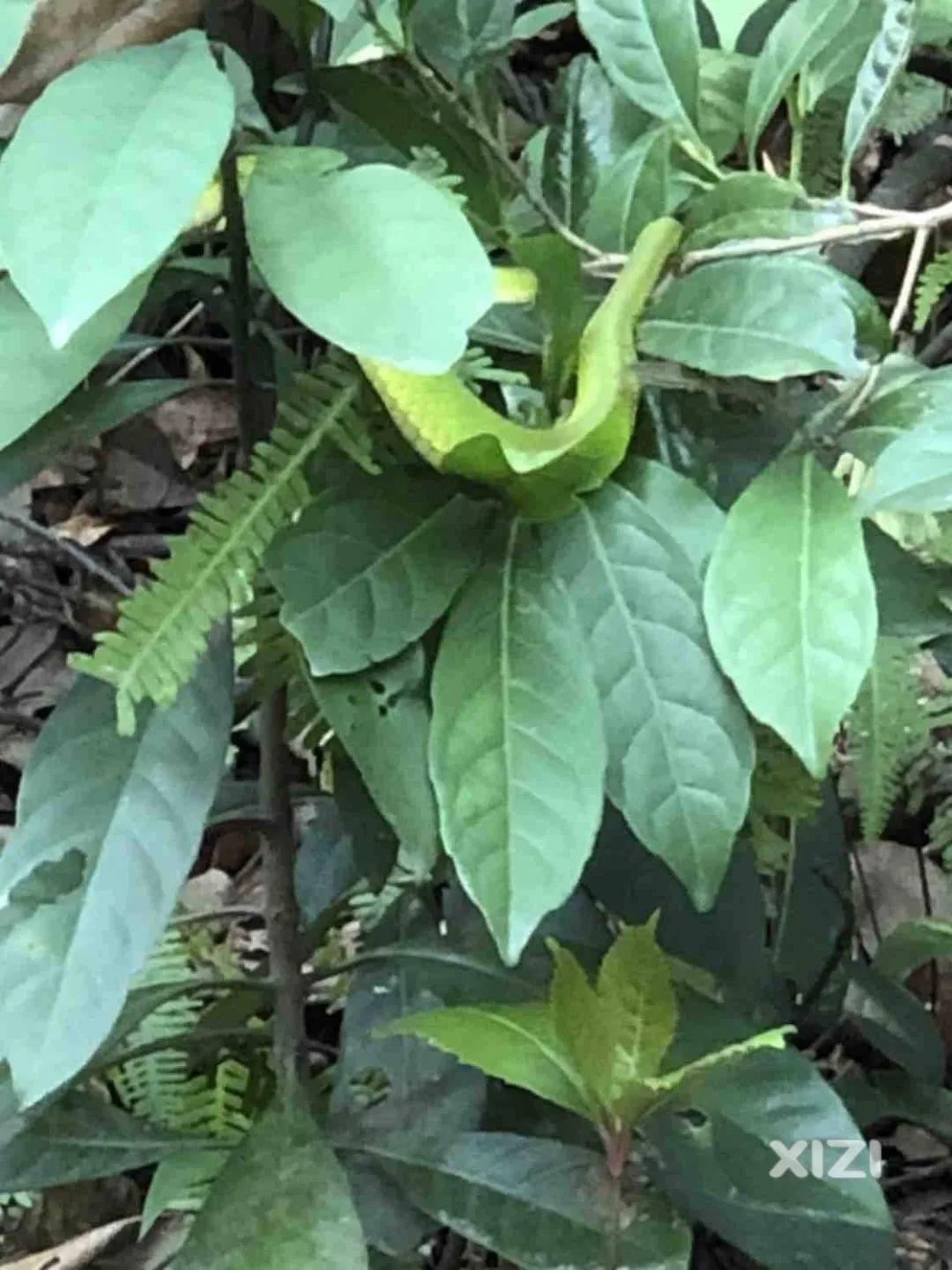 正值蛇出没!已有惠州人被咬伤!了解这些知识能救命