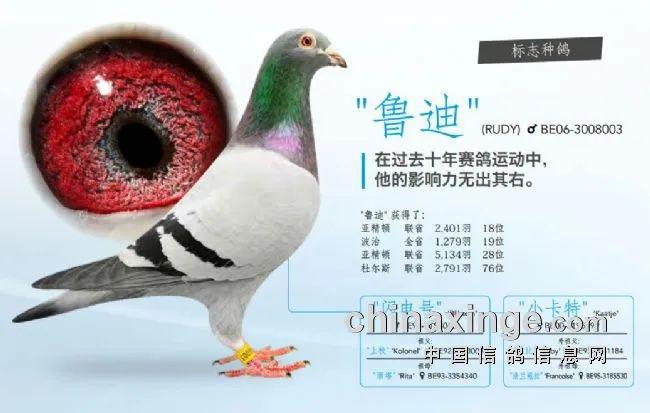名鸽一张图看懂盖比鸽系盖比鸽系40年育种图谱揭秘