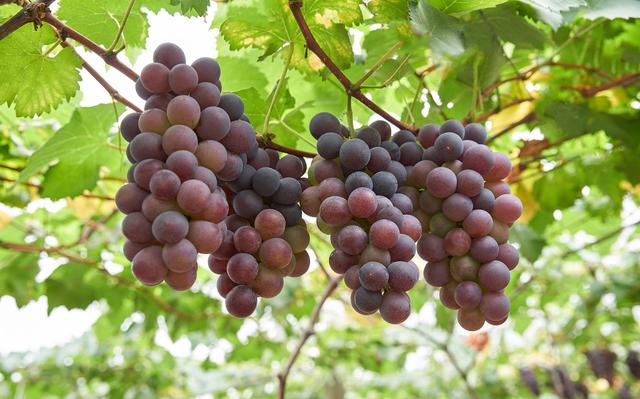 三十多年树龄的老葡萄树结果能力下降后有什么方法可以改造吗